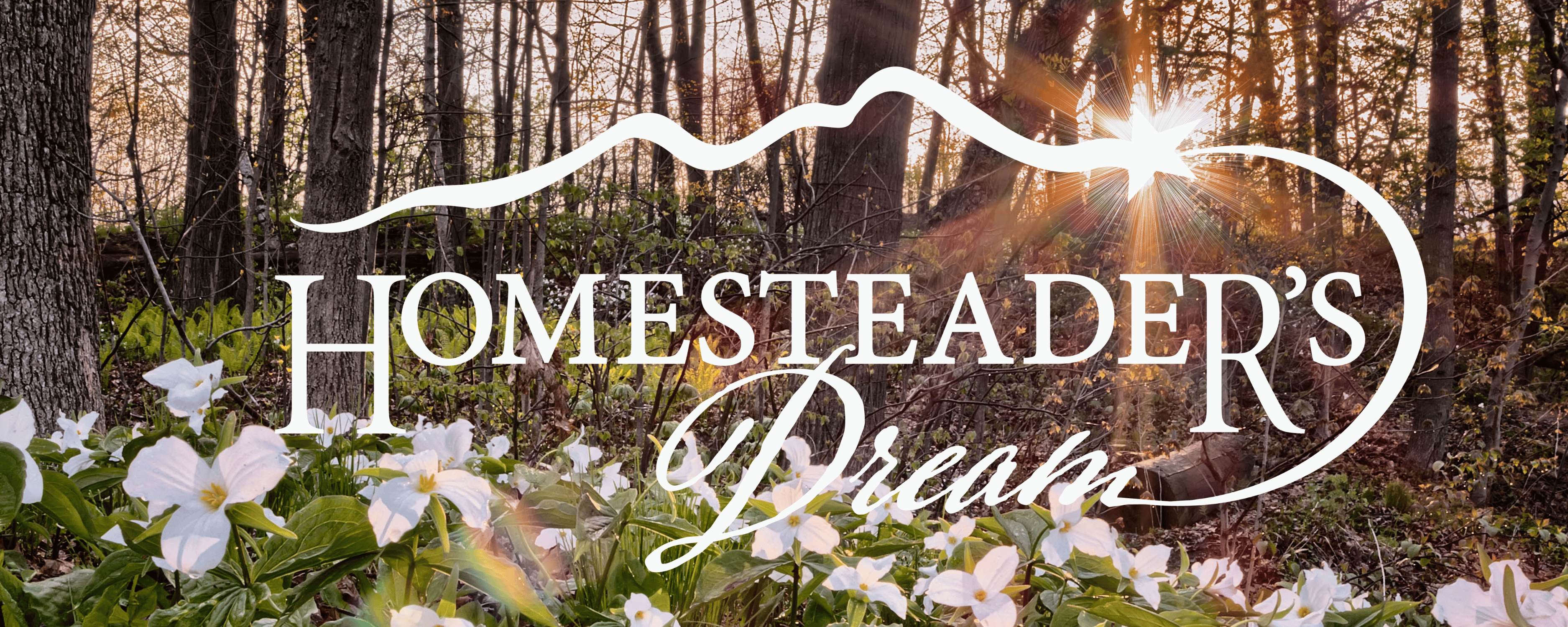 A bed of trillium blooming in a forest with a sunrise