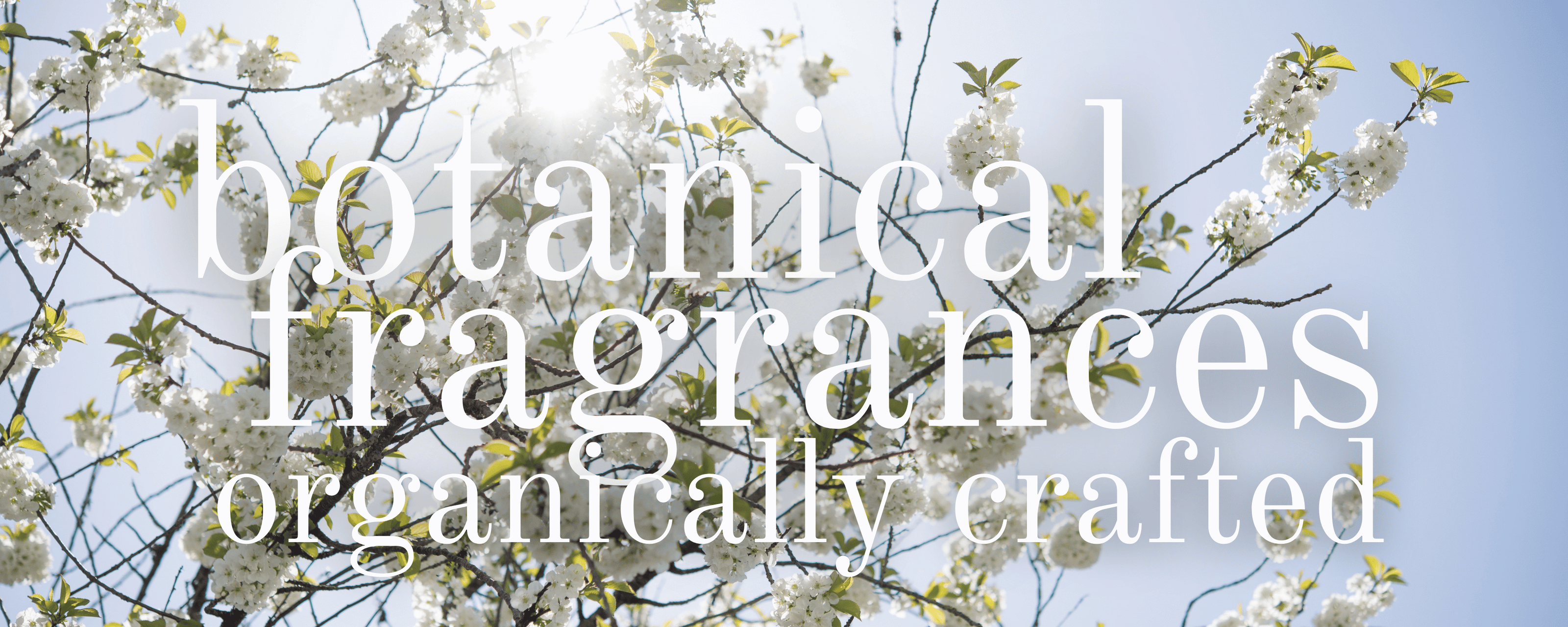 Our botanical fragrances are organically crafted, background of cherry tree