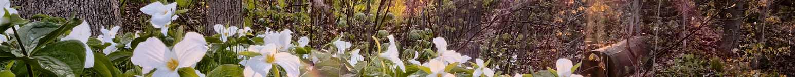 White flowers in a forest setting with sunlight filtering through the trees.