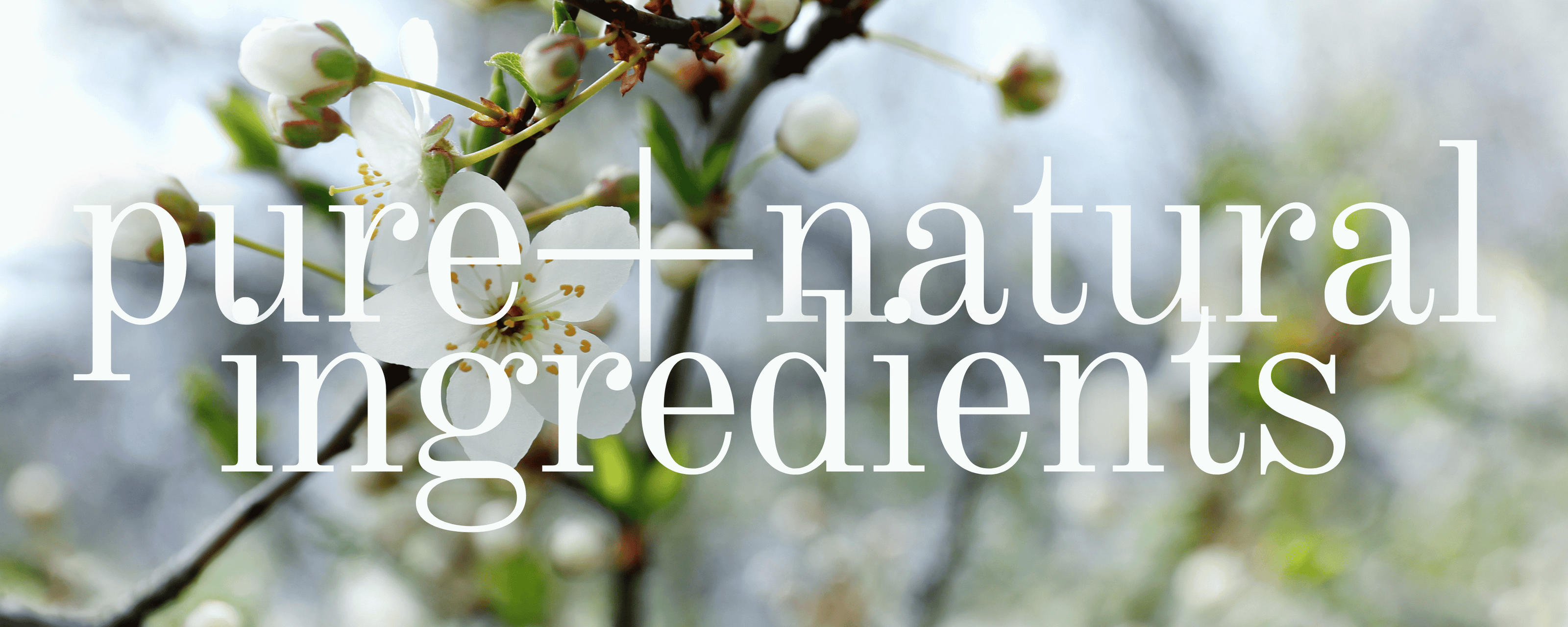 Pure and natural ingredients with cherry blossoms in background