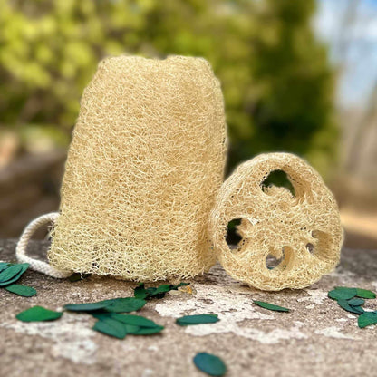 Two natural loofah sponges on a stone surface with green leaves.